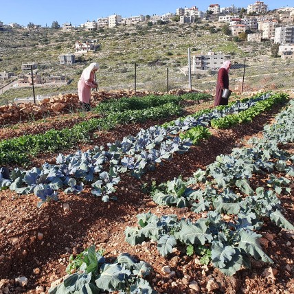 Agro-ecologie als verzetsvorm in Palestina