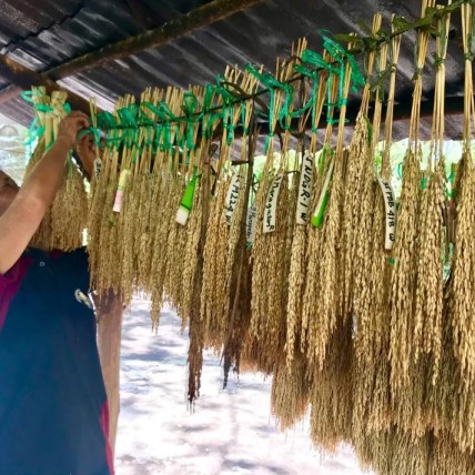 Vrijhandel zet Filipijns zadensysteem op de helling