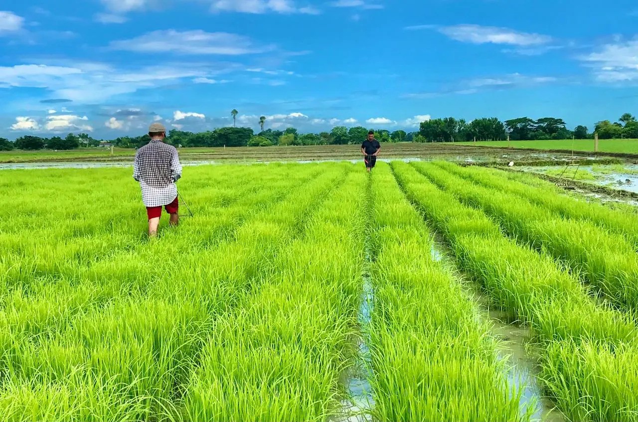 MASIPAG rice-collection-at-seedling-stage_NBUF-ezgif.com-webp-to-jpg-converter.jpg MASIPAG rice-collection-at-seedling-stage_NBUF-ezgif.com-webp-to-jpg-converter.jpg