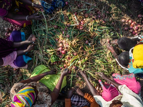 Lucie: "“Mijn ajuinen zien er beter uit. En mijn tomaten, aardappelen en sla ook!” Lucie: "“Mijn ajuinen zien er beter uit. En mijn tomaten, aardappelen en sla ook!”