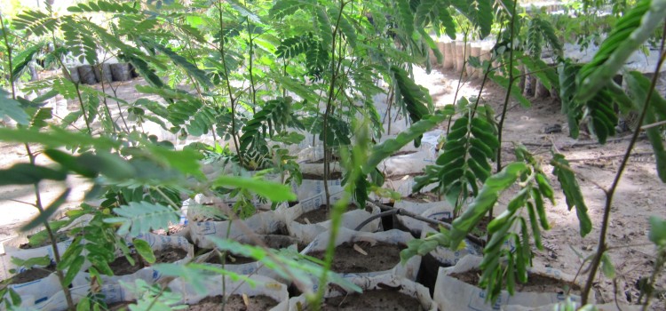 Agro-ecologische boerderij van partner APAD in Burkina Faso (2019 ): waar  bomen groeien!