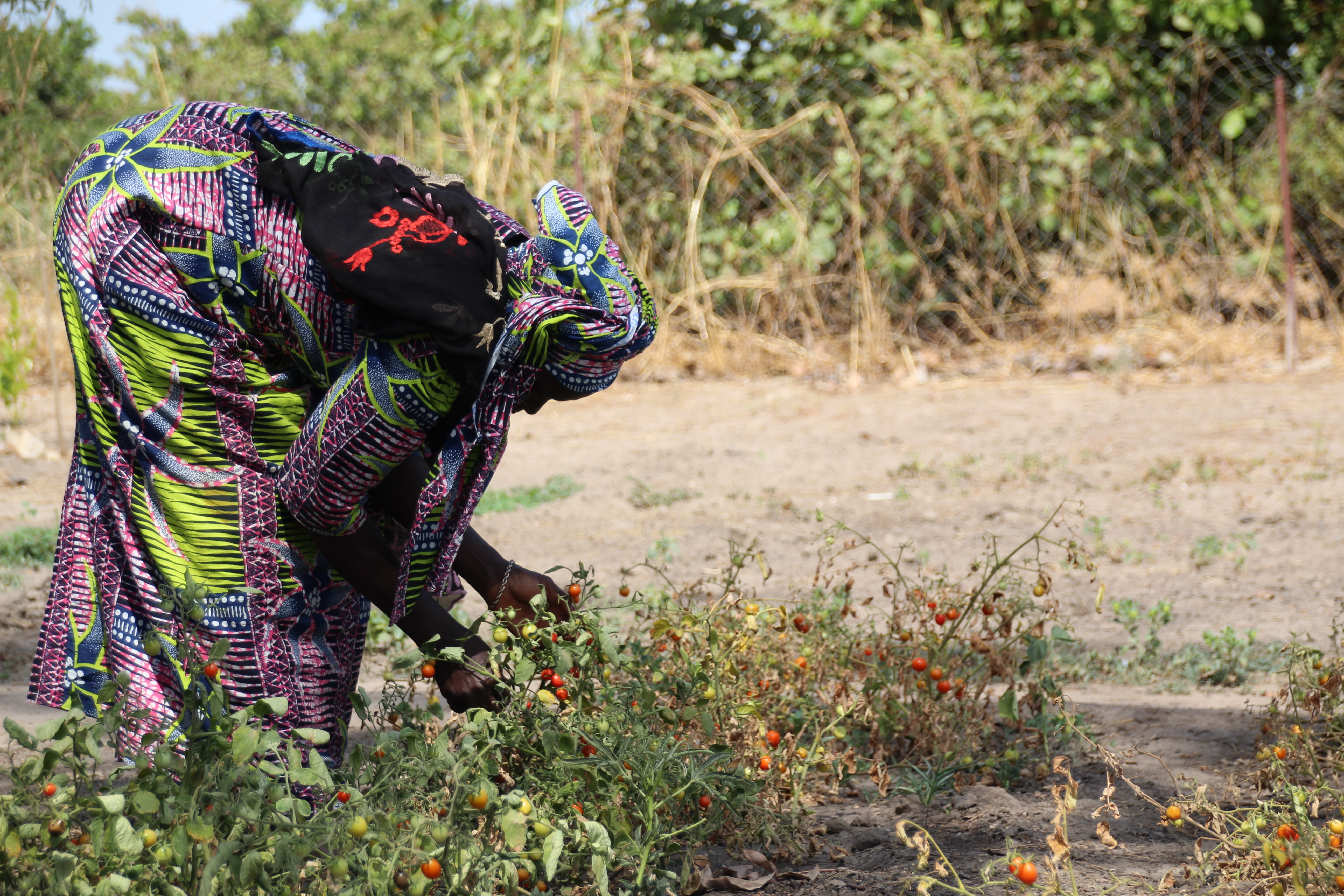 Vrouwen aan het werk in hun groentetuin