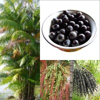 Acai - foto Wikipedia