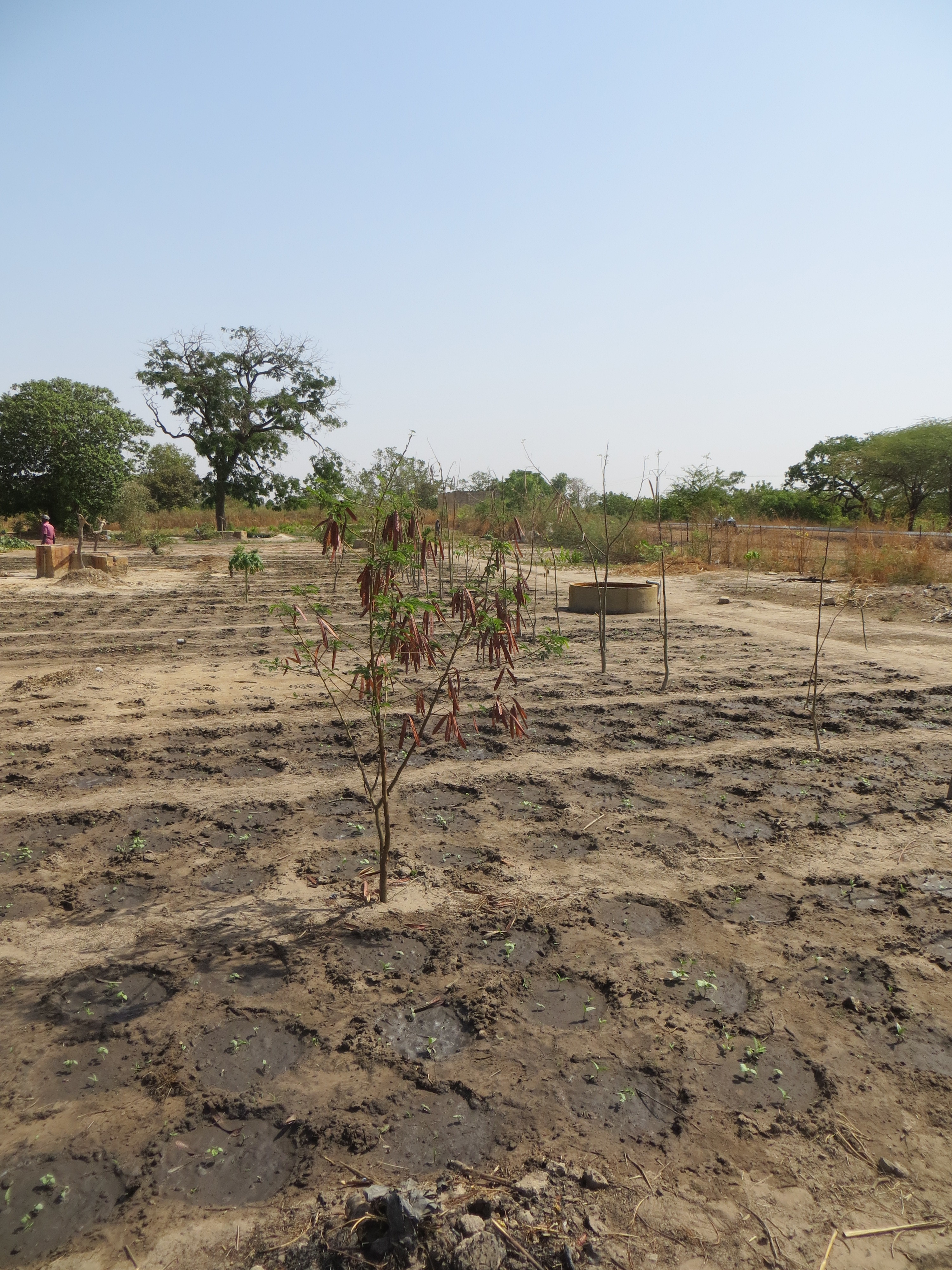 Kweek van groenten in individuele waterbekkentjes