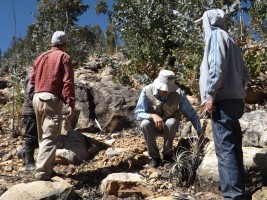 Kayara plant Kayara plant