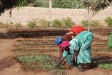 Vrouwen aan het werk in hun groentetuin