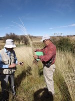 Onderzoek stroosoort Onderzoek stroosoort