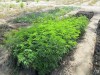 Opkweek van stikstofbindende bomen Opkweek van stikstofbindende bomen