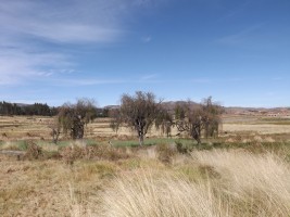 Kewiña boompjes Kewiña boompjes