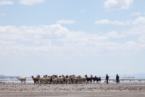 Tijdens MOOOV filmfestival vertoonden we de prachtige Boliviaanse film Utama