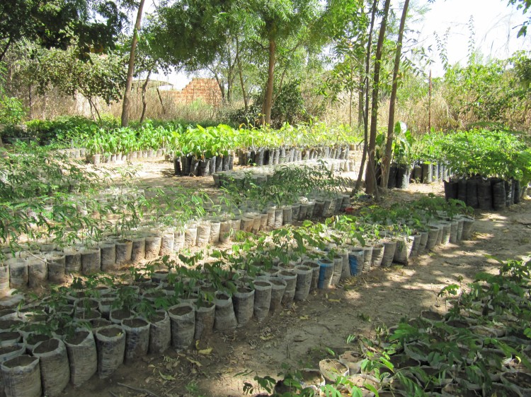 Agro-ecologische boerderij van partner APAD in Burkina Faso (2019 ): waar  bomen groeien!