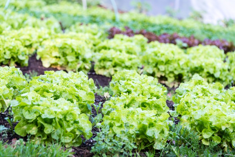 Foto genomen door Mieke in de Eoster - Een oogsttuin met biologische groenten! (Pellenberg - 2017)