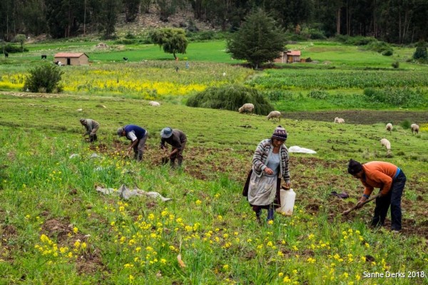 Foto van Sanne Derks, jan. '18: boeren aan het werk in hun groentetuin
