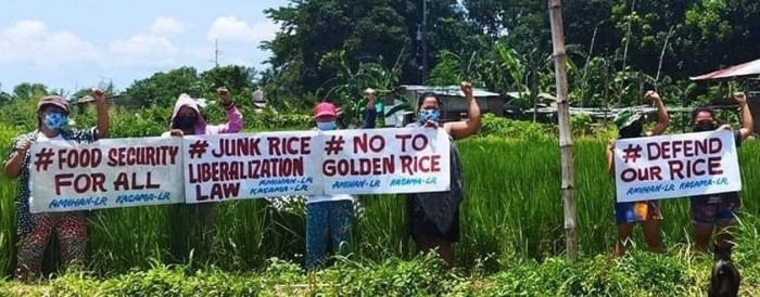 Golden Rice 3.1