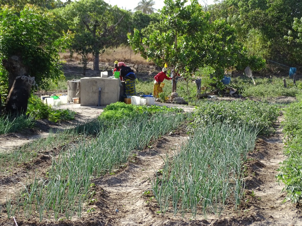 Agro-forestry in Senegal (2019)