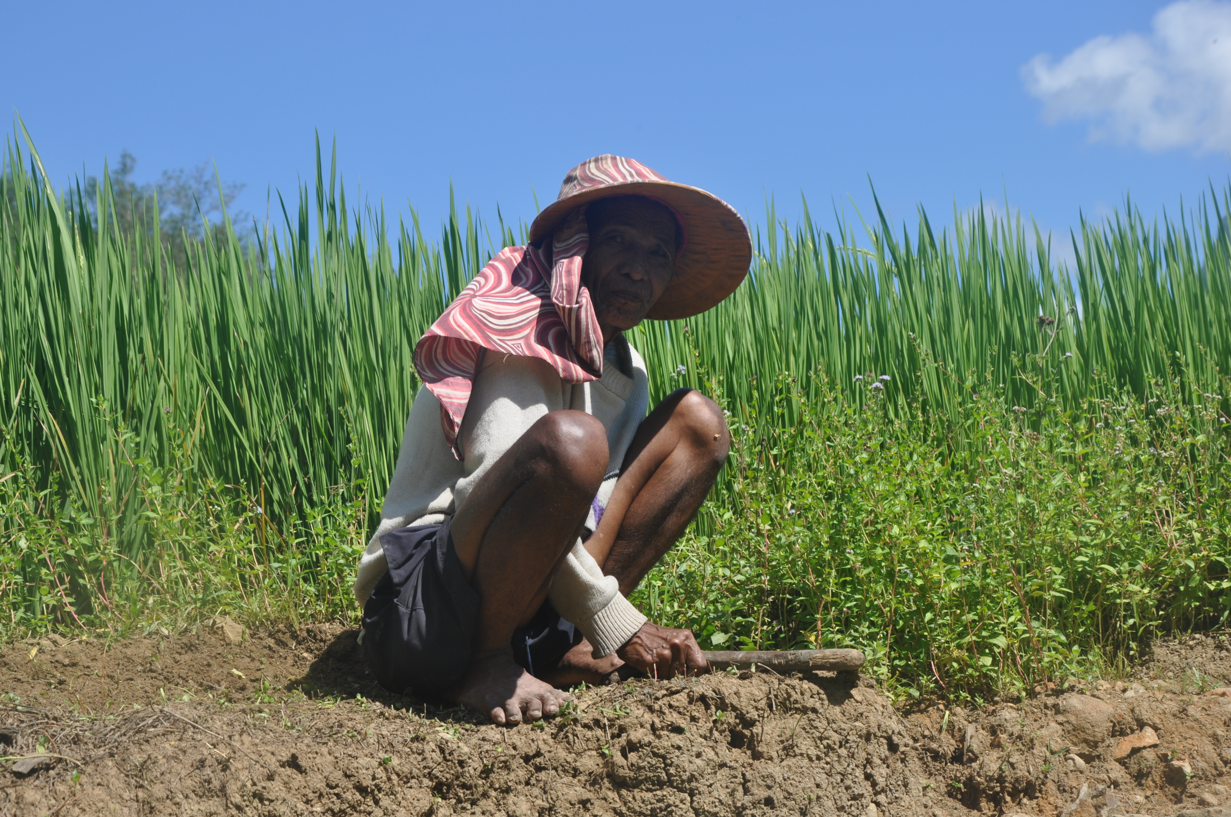 We spraken in Bolo en andere gemeenscahppen met lokale rijstboeren over hun uitdagingen en toekomstplannen. 