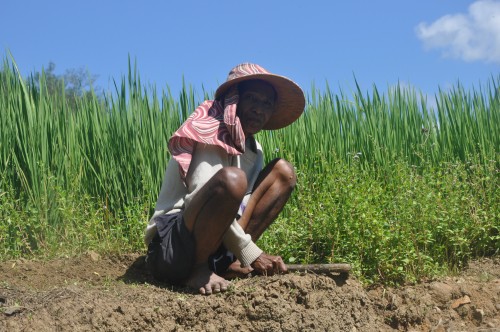 We spraken in Bolo en andere gemeenscahppen met lokale rijstboeren over hun uitdagingen en toekomstplannen.  We spraken in Bolo en andere gemeenscahppen met lokale rijstboeren over hun uitdagingen en toekomstplannen.
