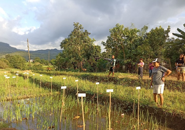 Een van de velden waar MASIPAG rijstvariëteiten test. Foto december 2023. 