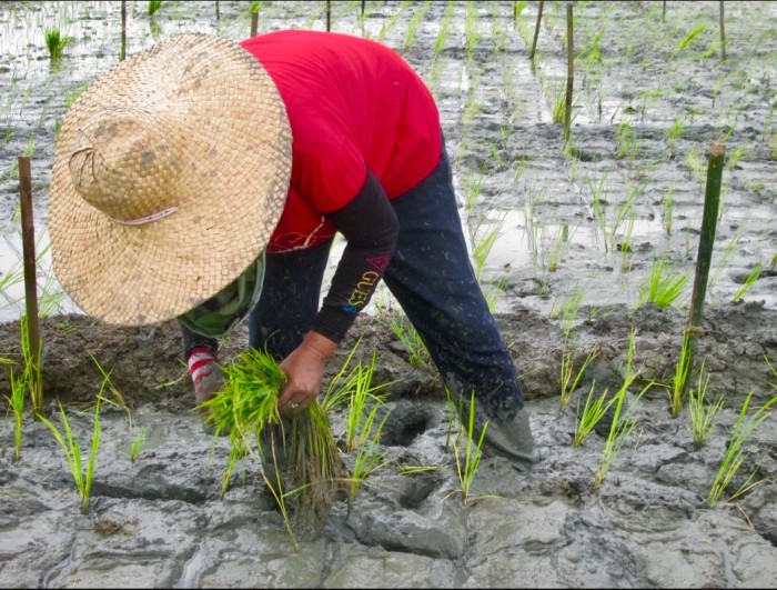 Door agro-ecologische praktijken houdt de bodem meer koolstof vast, vermindert het watergebruik en de afhankelijkheid van synthetische meststoffen. Foto met dank aan MASIPAG