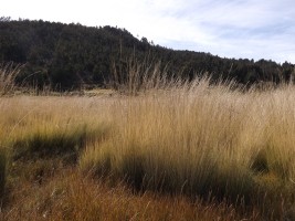 Chillihua stro Chillihua stro