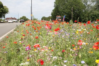 guerrilla gardening