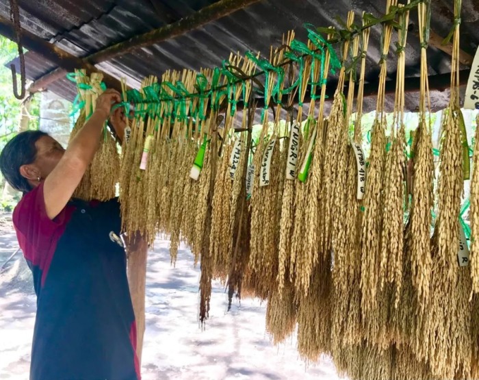 Een boerin die aangesloten is bij MASIPAG verzamelt de zaden van verschillende rijstvariëteiten. Met de inspanning van de landbouwers gaan de talloze traditionele variëteiten niet verloren.