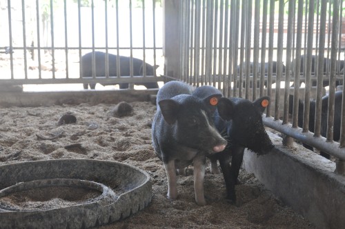 Aan de 'Ifugao State University' werd een programma opgezet rond het herstellen van de traditionele varkensrassen in de Cordillera. Er worden gedrag - en omgevingsstudies uitgevoerd en analyses gemaakt van verschillende rassen van deze varkens.