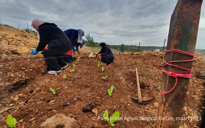 © Palestinian Agroecological Forum, maart 2023