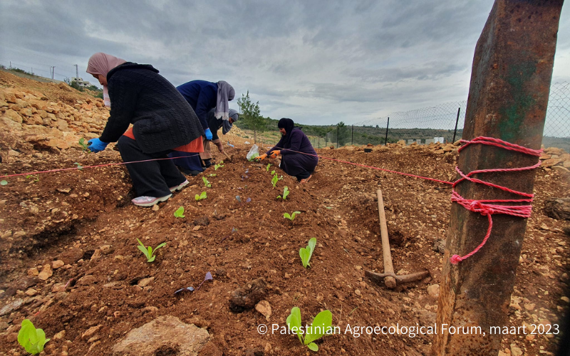 © Palestinian Agroecological Forum, maart 2023 © Palestinian Agroecological Forum, maart 2023