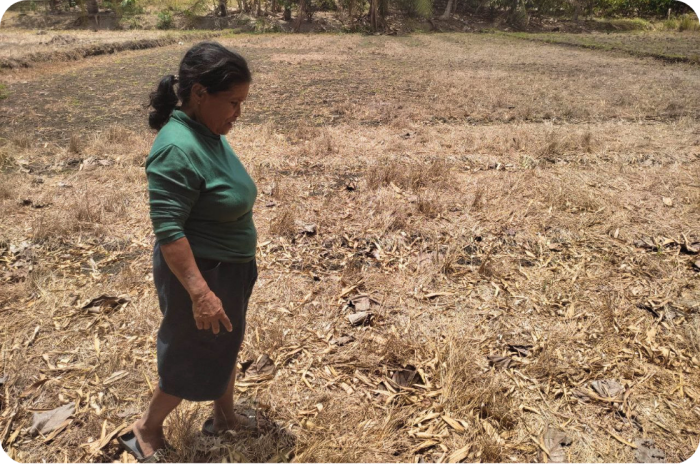 MASIPAG-lid Teodora Caro toont haar uitgedroogde landbouwterrein in Basak Masayon, Mindanao.