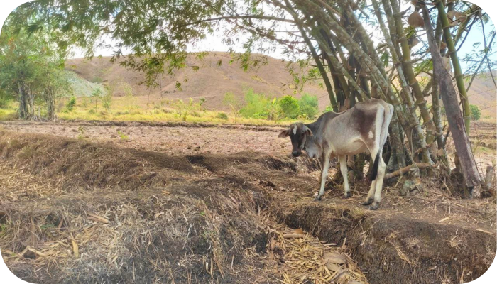 Bij de boerderij van MASIPAG-lid Teodora Caro. Door de droogte zijn er dit jaar al tal van landbouwdieren overleden in andere landbouwzones.