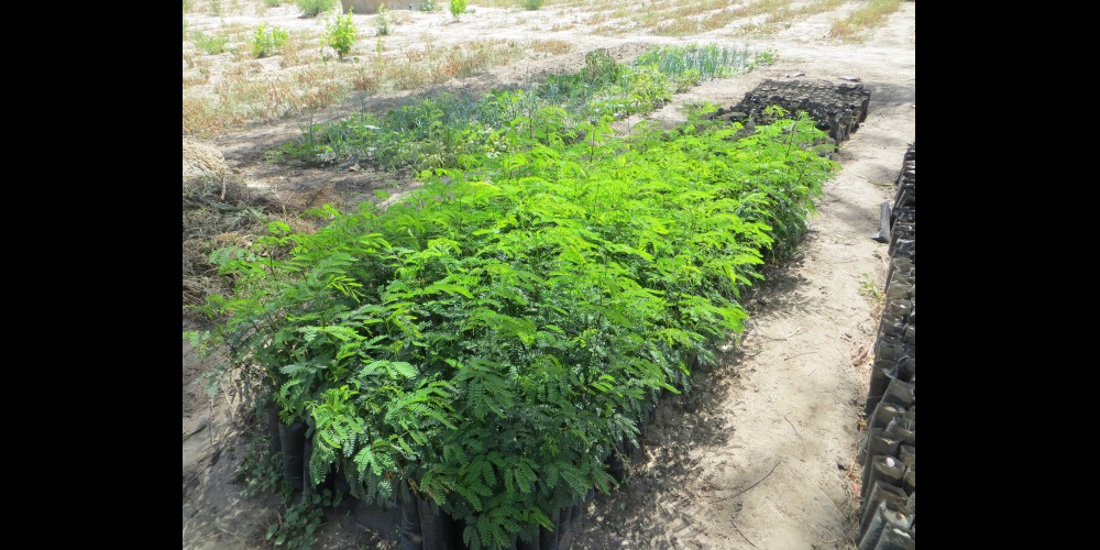 Opkweek van stikstofbindende bomen