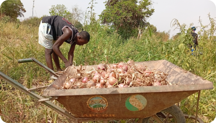 Het verduurzamen van de uienteelt zorgde voor extra winst en gezondere, smaakvolle uien