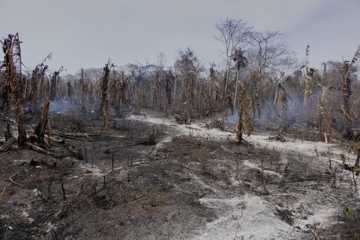 Een afgebrand bos in Bolivia. Foto van 2019, CC BY-NC-ND 2