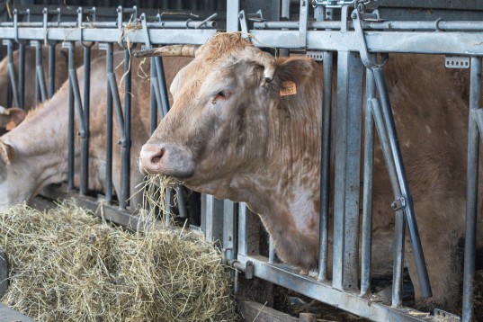 De Vierklaver © Solidagro / Laurens Van Dessel