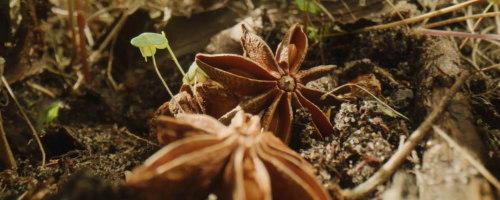The Last Seed 2.png
