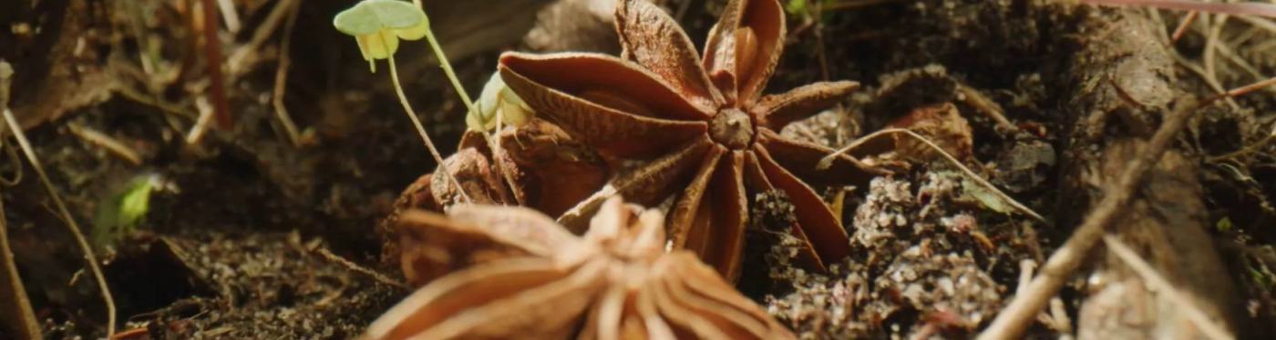 The Last Seed 2.png