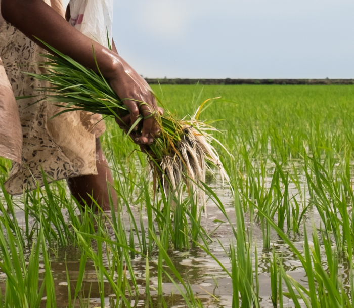 Rijstteelt in de Sahel is kwetsbaar voor de klimaatverandering, maar agro-ecologische praktijken helpen boeren hun opbrengsten te stabiliseren en hun systemen weerbaarder te maken.