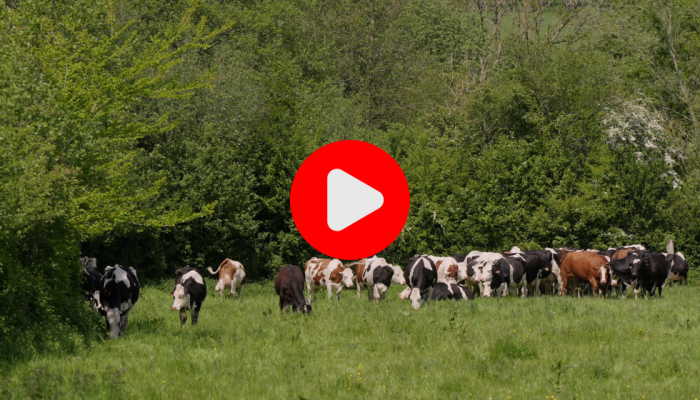 Trailer Bomen op mijn land