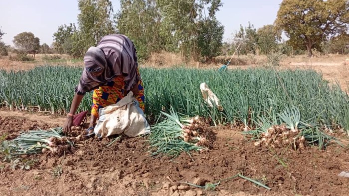 Burkina Faso uienteelt Yako